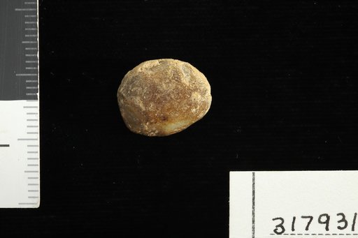 Leguminosites belensis Berry