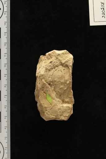 Mimusops anomala Berry
