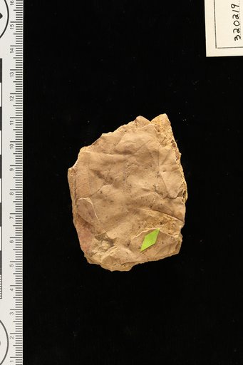 Rheedia miocenica Berry