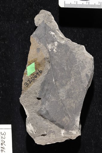 Goeppertia engelhardti Berry
