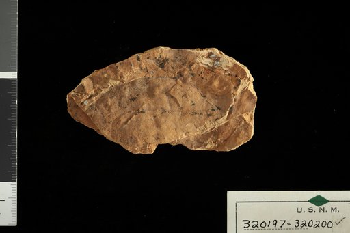 Trichilia hirtaformis Berry