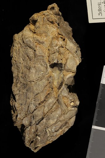 Cycadella gravis Ward