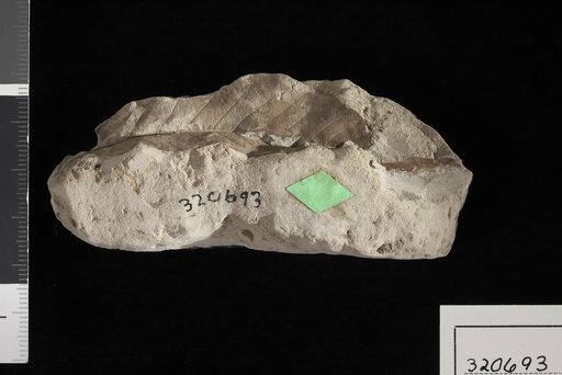 Sapindus dentoni Lesquereux
