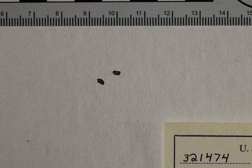 Ranunculus sp Berry