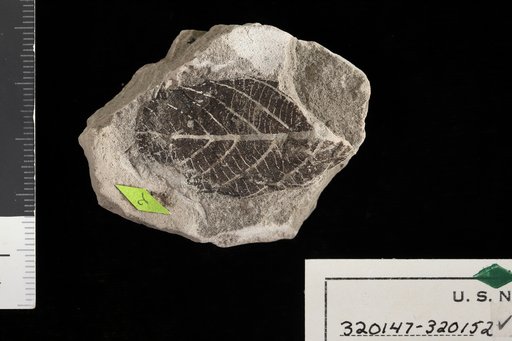 Tetracera tertiaria Berry