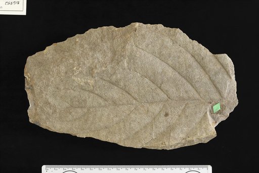 Coussapoa gigantea Berry