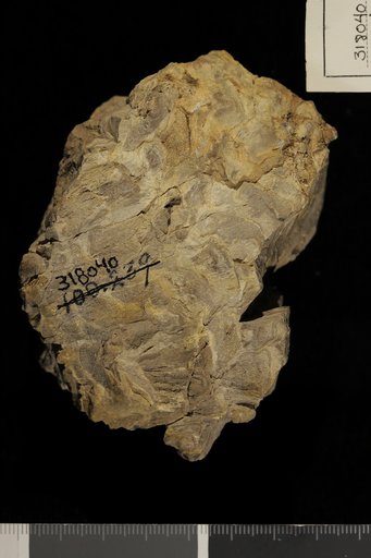 Cycadella reedii Ward