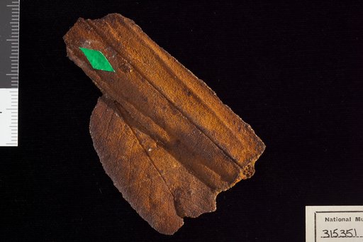 Amomalophyllites bridgetonensis Hollick