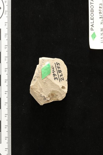 Carpites menthoides Knowlton