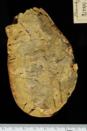 Cryptozoon steeli Seely