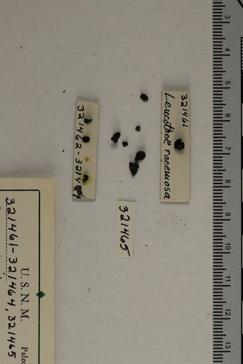 Leucothoe racemosa (Linnaeus) Gray