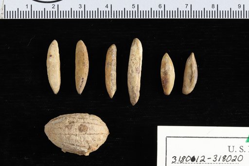 Saccoglottis cipaconensis Berry