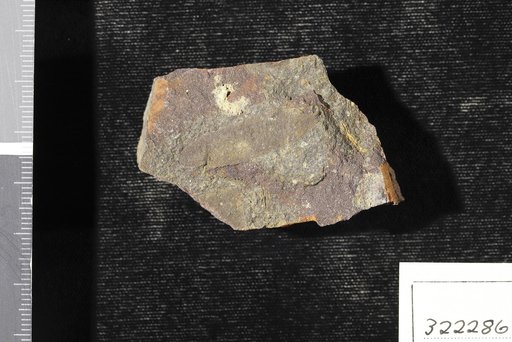 Podozamites lanceolatus (Hutton & Lindley) Braun