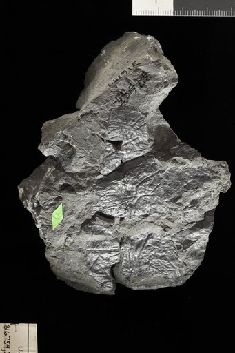 Macrotaeniopteris magnifolia (Rogers) Schimper