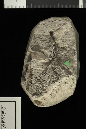 Geinitzia formosa Heer
