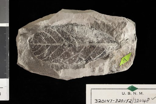 Tetracera tertiaria Berry