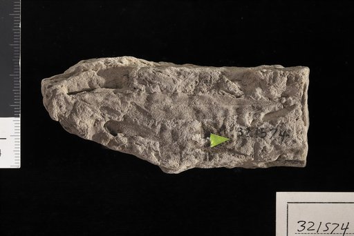 Salix flexuosa Newberry