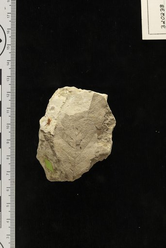 Leguminosites silvensis Berry
