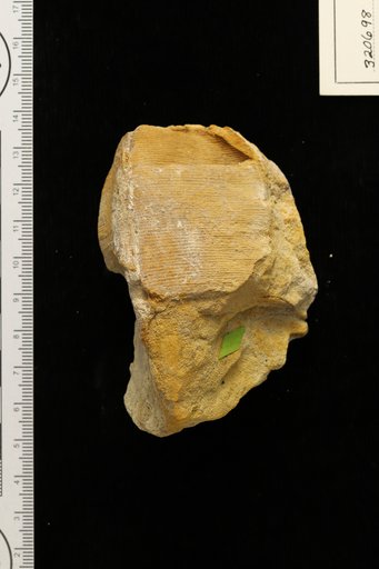 Nilssonia clarki Berry