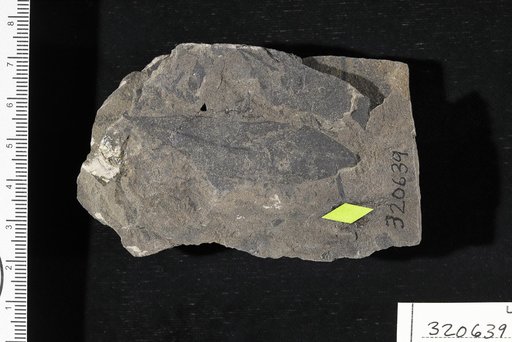Hoffmannia protogaea Engelhardt