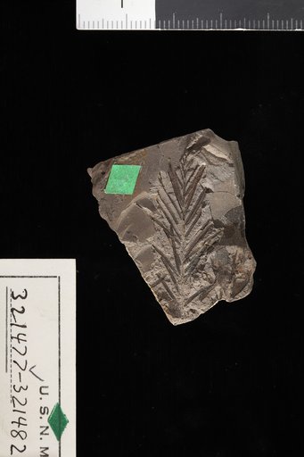 Taxodium distichum (Linnaeus) Richard