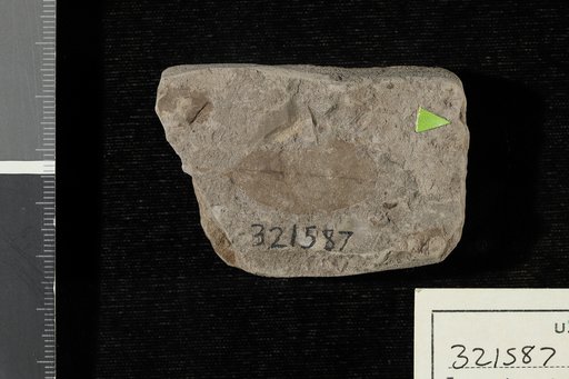 Leguminosites omphalobioides Lesquereux