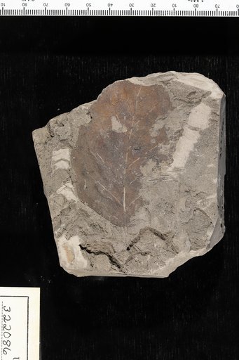 Betula nigra Linnaeus