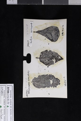 Quercus nigra Linnaeus