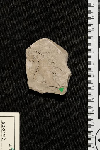 Protophyllocladus lobatus Berry