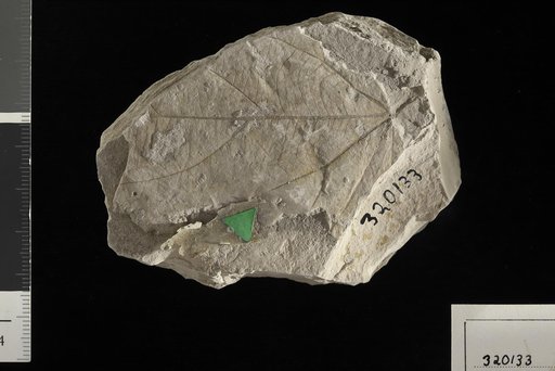 Ficus leei Knowlton