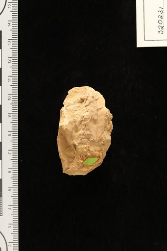 Cassia longifolia Engelhardt