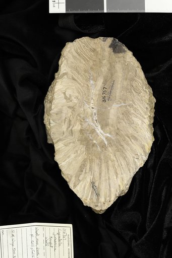 Cycadella jurassica Ward