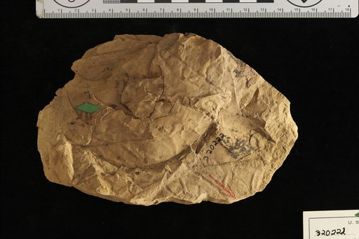 Maytenus trinitense Berry