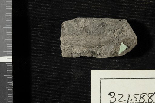 Carpites liriophyllia Lesquereux