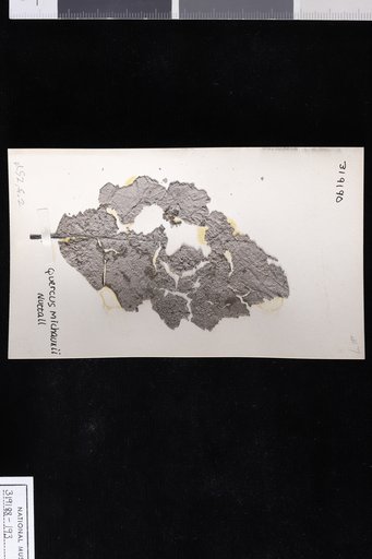 Quercus michauxii Nuttall