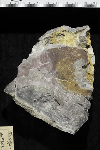 Cryptozoon proliferum Hall