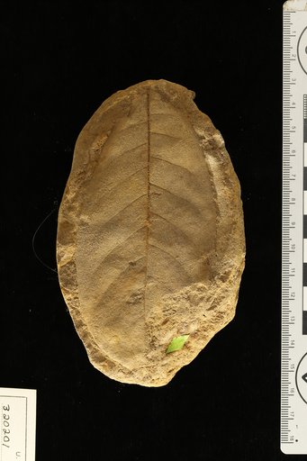 Bombax prebarrigon Berry
