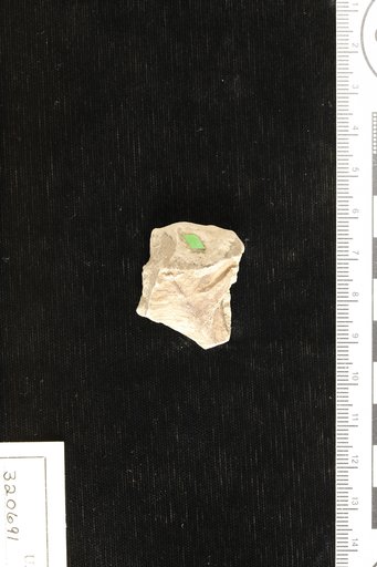 Oreopanax mississippiensis Berry