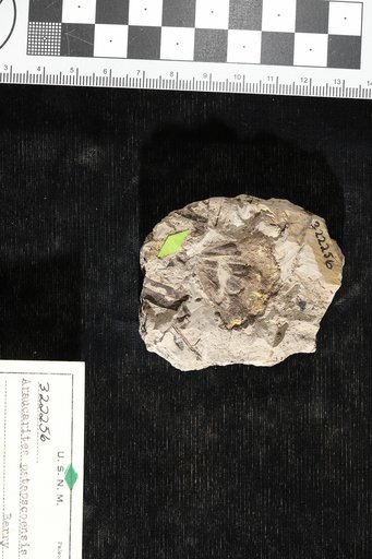 Araucarites patapscoensis Berry