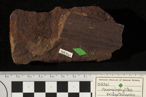 Amomalophyllites bridgetonensis Hollick
