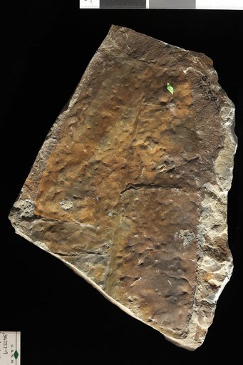 Macrotaeniopteris magnifolia (Rogers) Schimper