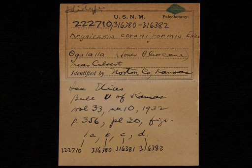 Krynitzkia coroniformis Elias
