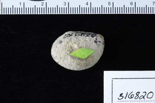 Iriartites restinensis Berry