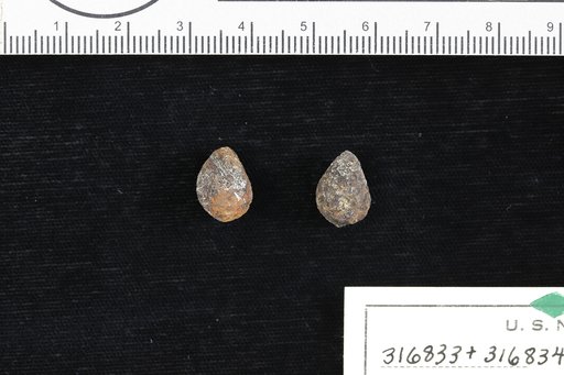 Sapindoides peruvianus Berry