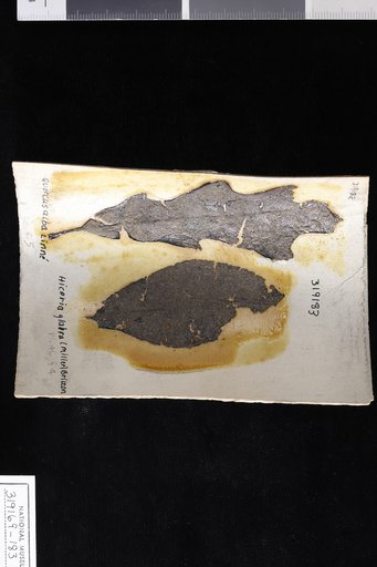 Hicoria glabra (Miller) Britton