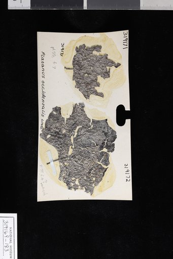 Platanus occidentalis Linnaeus