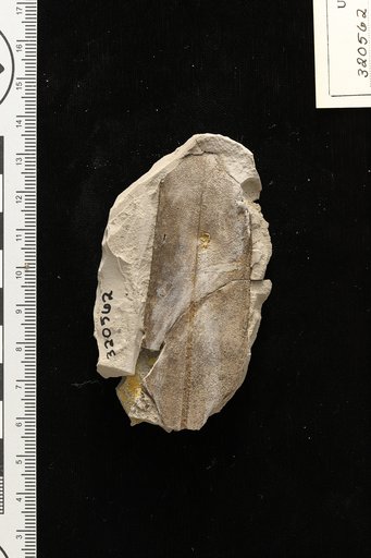 Phyllites oropouchensis Berry