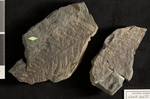 Palissya diffusa Emmons