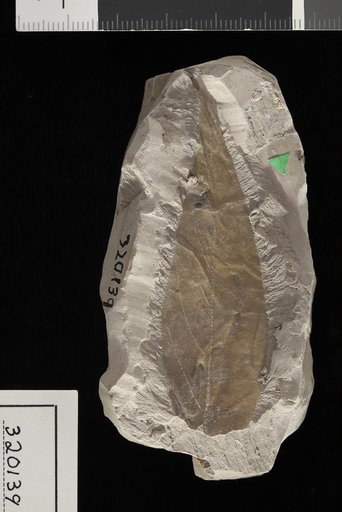 Laurus coloradensis Knowlton