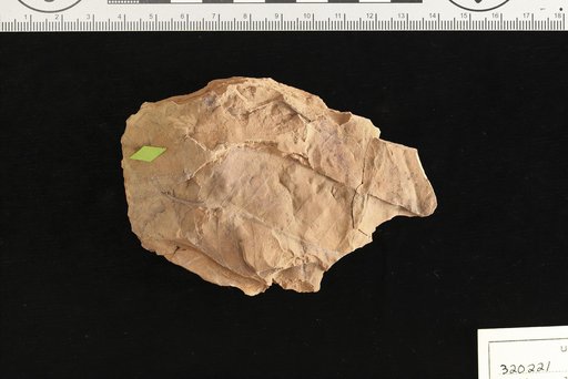 Plumiera alia Hollick